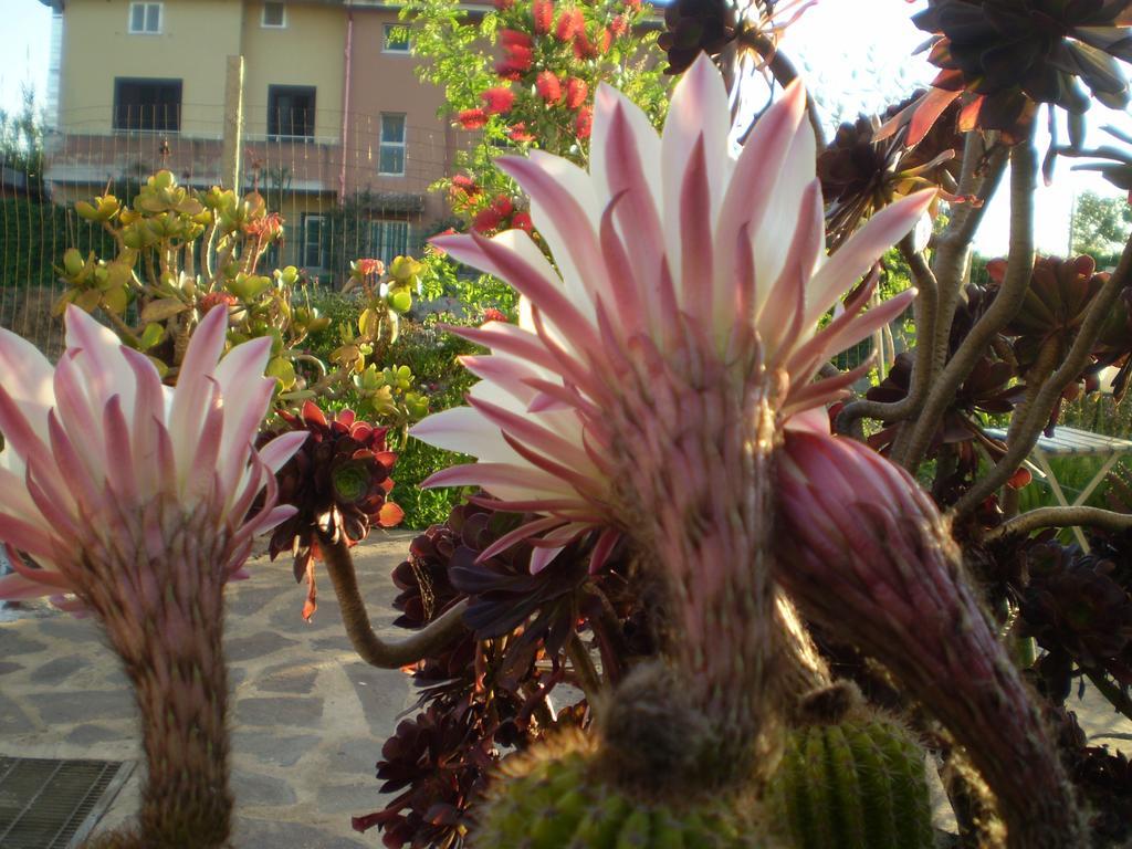 Il Giardino Di Emilio Bed & Breakfast Marrùbiu Eksteriør bilde