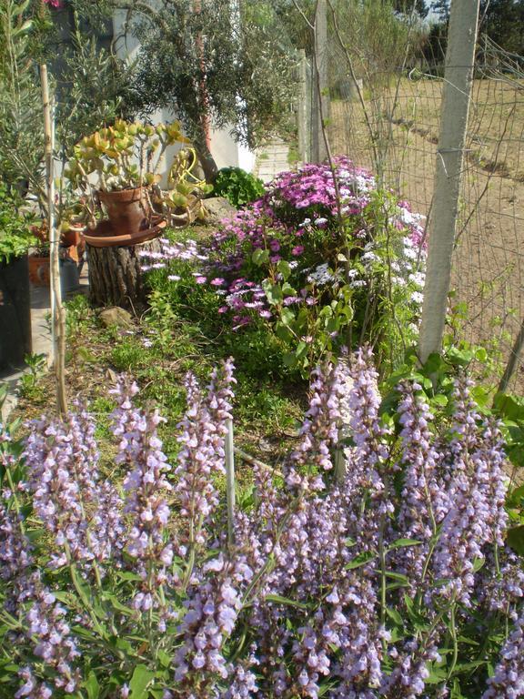 Il Giardino Di Emilio Bed & Breakfast Marrùbiu Rom bilde